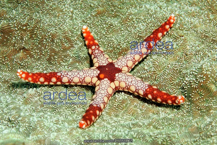 : Necklace Sea Star (Fromia monilis), Great Barrier : Necklace Sea Star (Fromia monilis), Great Barrier