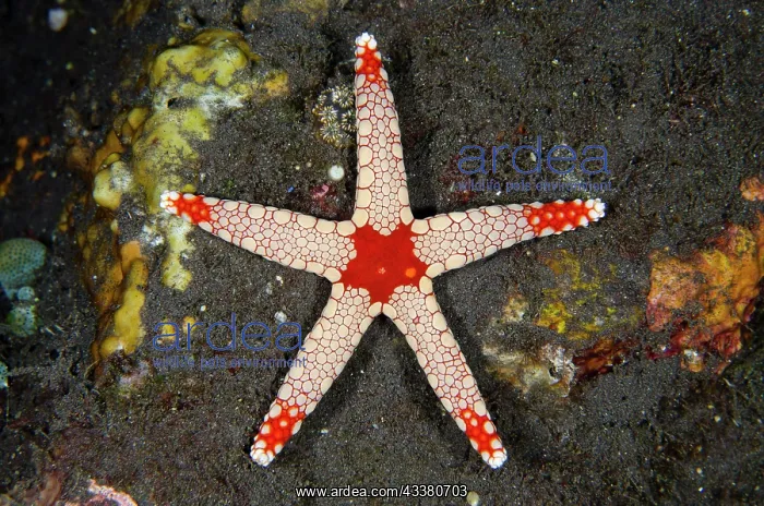 : Necklace Sea Star - Wreck Dropoff Dive Site, Tulamben : Necklace Sea Star - Wreck Dropoff Dive Site, Tulamben