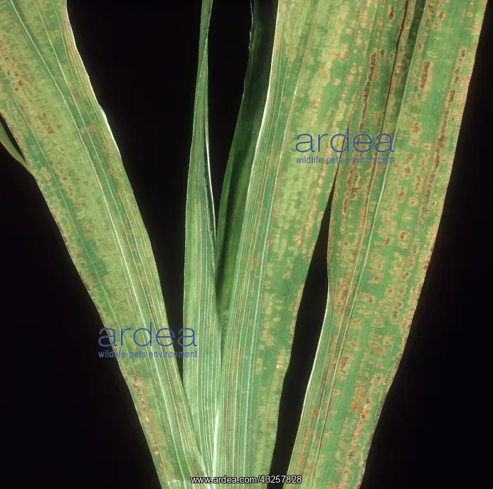 : Necrotic leaf virus on Freesia : Necrotic leaf virus on Freesia