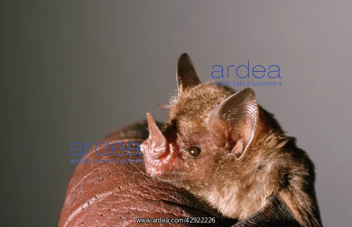 : Nectar Feeding Bat : Nectar Feeding Bat