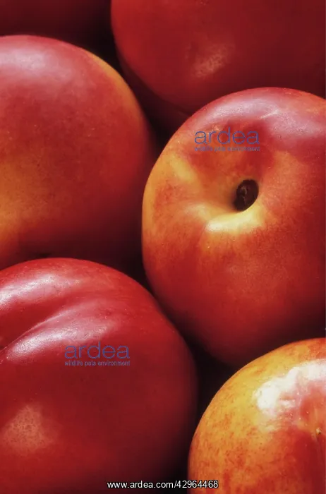 : Nectarine, Prunus persica nectarina : Nectarine, Prunus persica nectarina