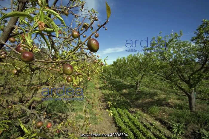 : Nectarine Tree, Organic Farm, CA : Nectarine Tree, Organic Farm, CA