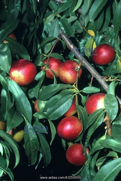 : Nectarines : Nectarines
