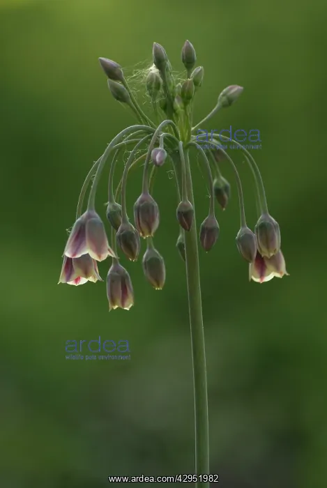 : Nectaroscordum : Nectaroscordum