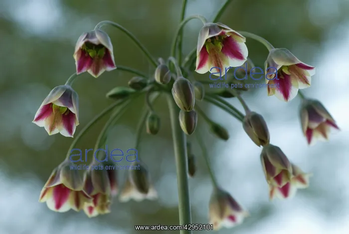  : Nectaroscordum