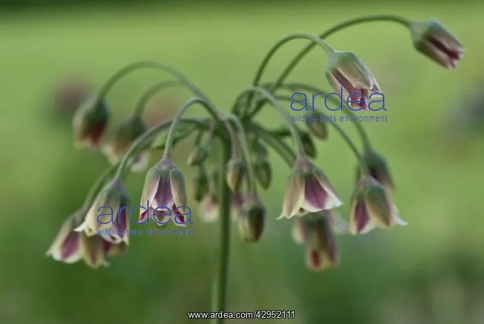 : Nectaroscordum : Nectaroscordum