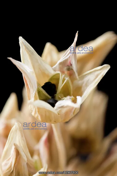  : Nectaroscordum