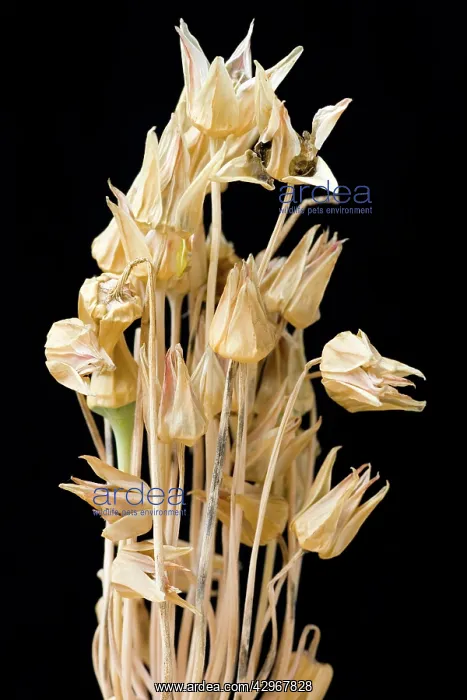 : Nectaroscordum : Nectaroscordum