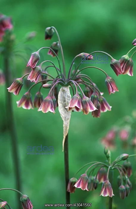 : Nectaroscordum : Nectaroscordum