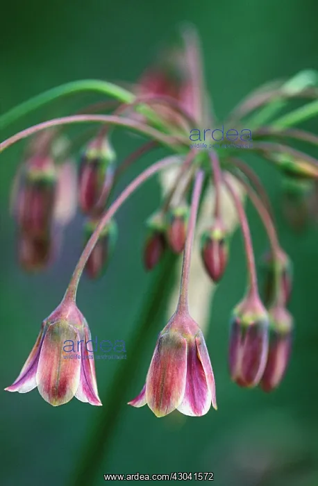 : Nectaroscordum : Nectaroscordum