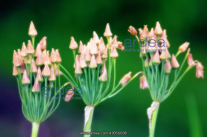 : Nectaroscordum : Nectaroscordum
