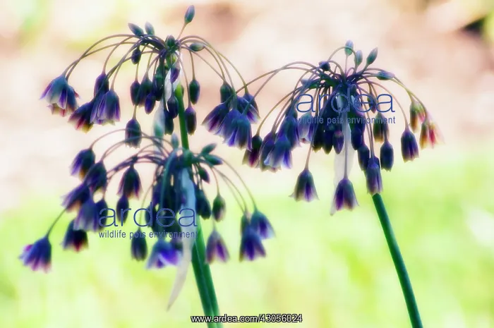 : Nectaroscordum : Nectaroscordum