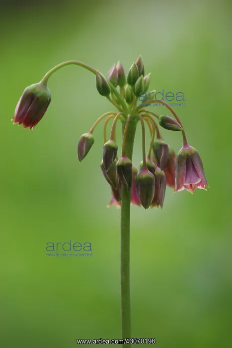 : Nectaroscordum : Nectaroscordum