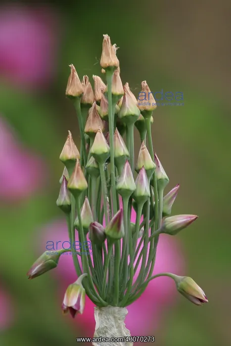 : Nectaroscordum : Nectaroscordum