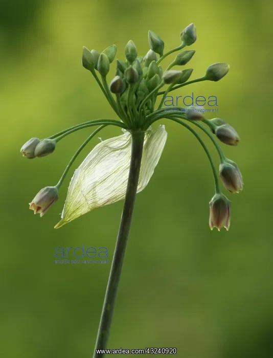 : Nectaroscordum : Nectaroscordum
