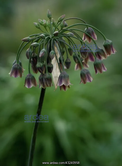 : Nectaroscordum : Nectaroscordum