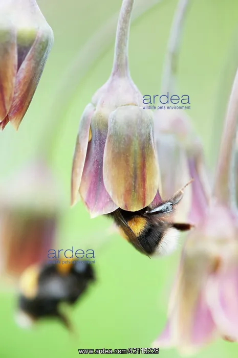 : Nectaroscordum siculum bulgaricum, Nectaroscordum, Purple, B : Nectaroscordum siculum bulgaricum, Nectaroscordum, Purple, B
