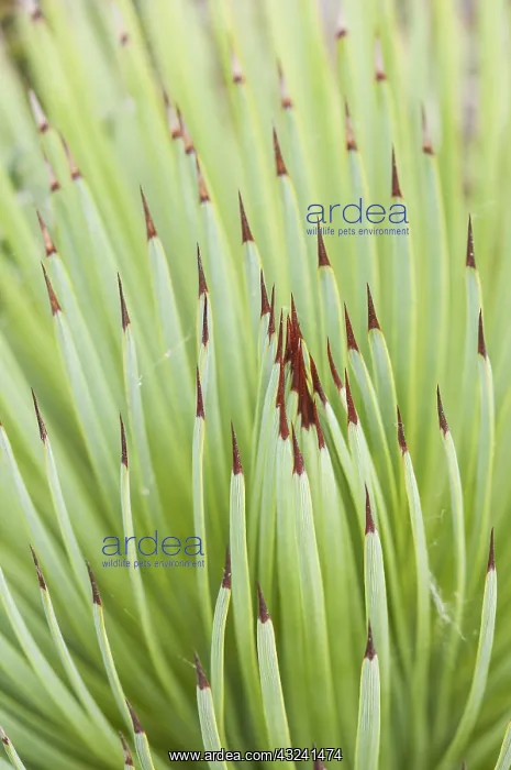 : Detail of Needle agave (Agave striata), Liguria, Italy : Detail of Needle agave (Agave striata), Liguria, Italy
