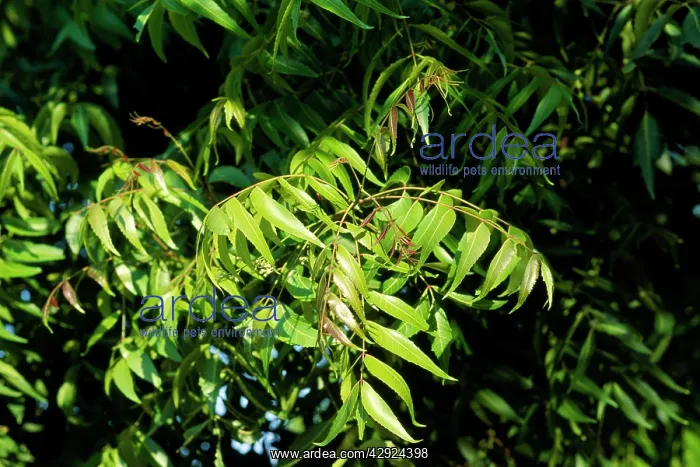 : Neem Tree - leaves : Neem Tree - leaves