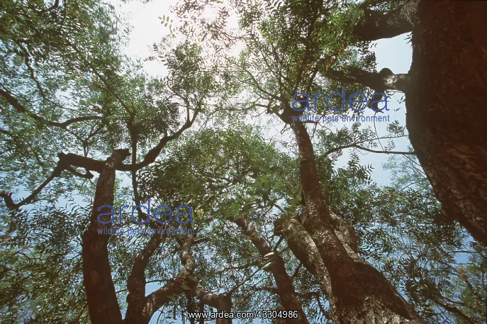 : NEEM TREE - looking up at canopy : NEEM TREE - looking up at canopy