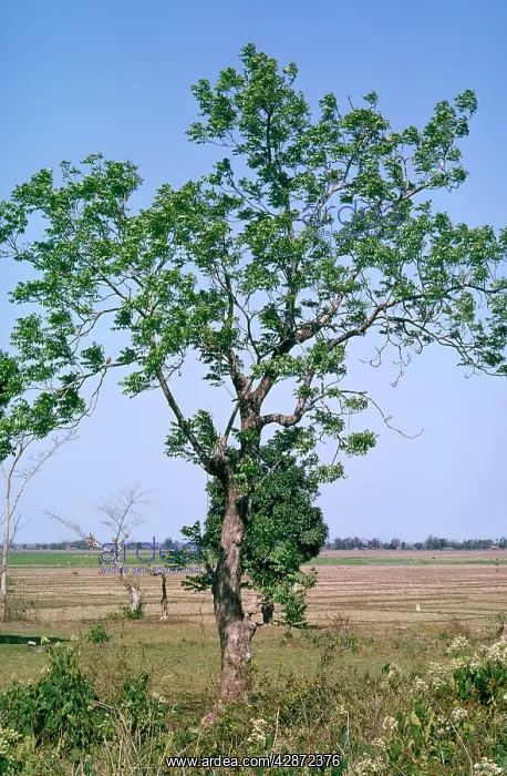 : NEEM TREE / Toothbrush Tree : NEEM TREE / Toothbrush Tree