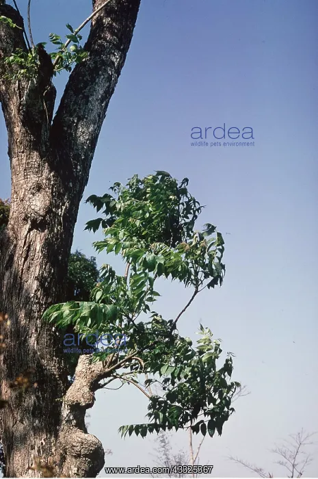 : NEEM TREE / Toothbrush Tree : NEEM TREE / Toothbrush Tree