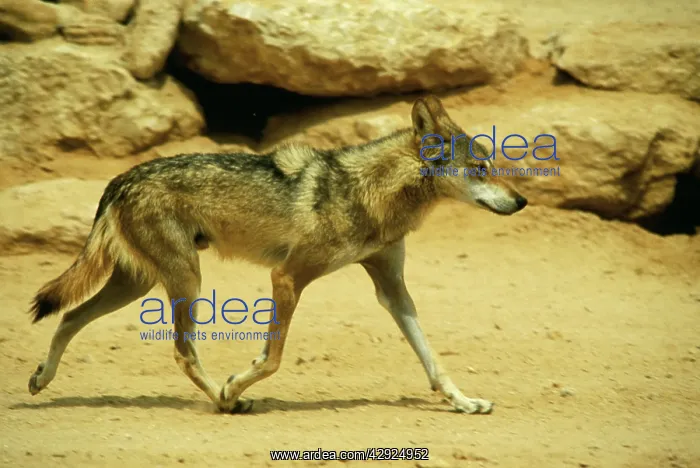 : Negev / Arabian WOLF : Negev / Arabian WOLF