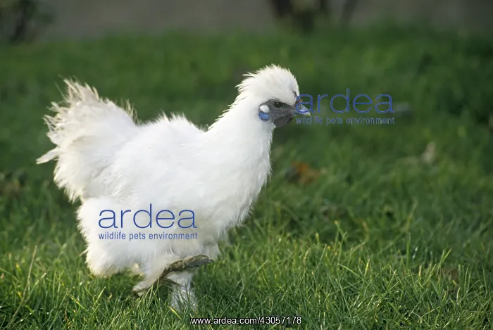 : Negre-soie Hen : Negre-soie Hen