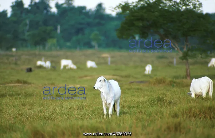 : Nelore beef cattle : Nelore beef cattle