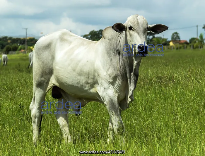 : Nelore Bull in Brachiaria pasture : Nelore Bull in Brachiaria pasture