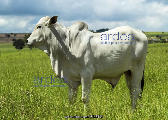 : Nelore Bull in Brachiaria pasture : Nelore Bull in Brachiaria pasture