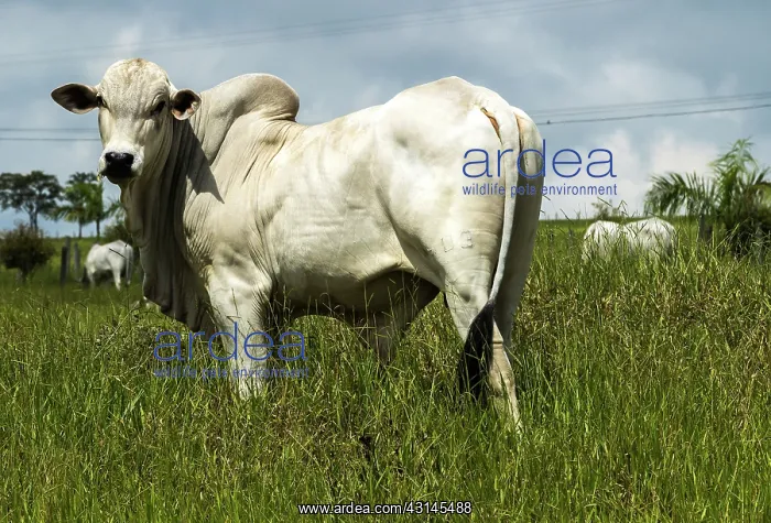 : Nelore Cattle : Nelore Cattle