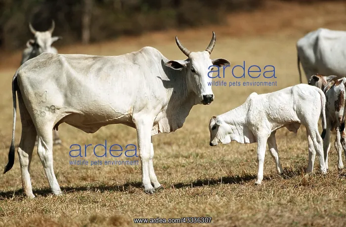 : Nelore Indian cows - farming : Nelore Indian cows - farming