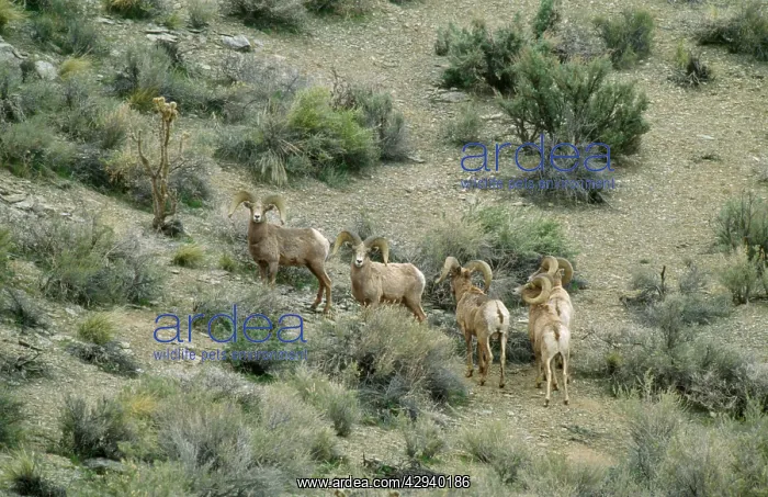 : Nelson Desert Bighorn / Big-Horn SHEEP : Nelson Desert Bighorn / Big-Horn SHEEP