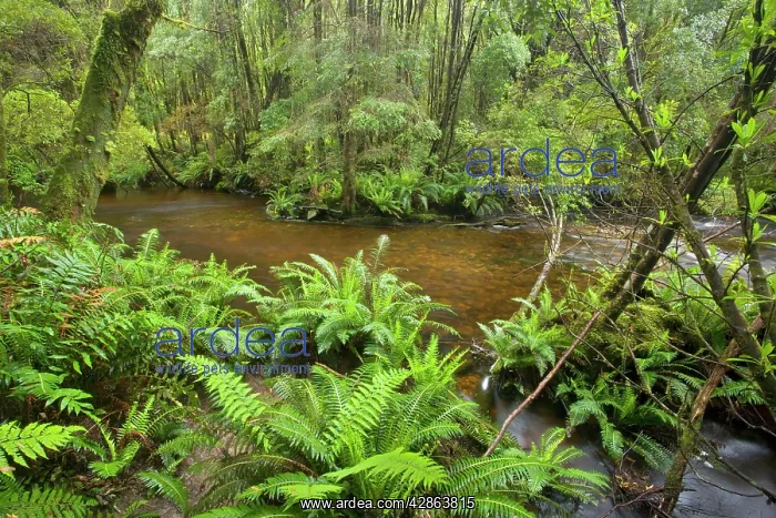 : Nelson Falls creek meanders through lush, cool : Nelson Falls creek meanders through lush, cool