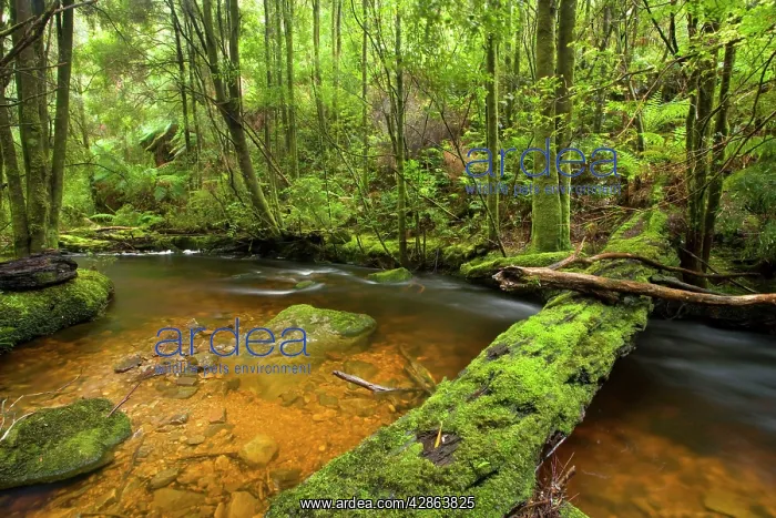 : Nelson Falls creek meanders through lush, cool : Nelson Falls creek meanders through lush, cool