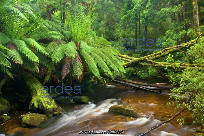: Nelson Falls creek meanders through lush, cool : Nelson Falls creek meanders through lush, cool