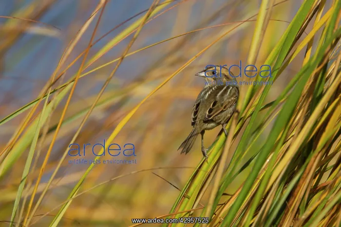 : Nelson's / Nelson's Sharp-tailed Sparrow - in fall : Nelson's / Nelson's Sharp-tailed Sparrow - in fall