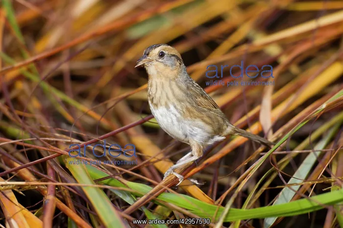 : Nelson's / Nelson's Sharp-tailed Sparrow - in fall : Nelson's / Nelson's Sharp-tailed Sparrow - in fall