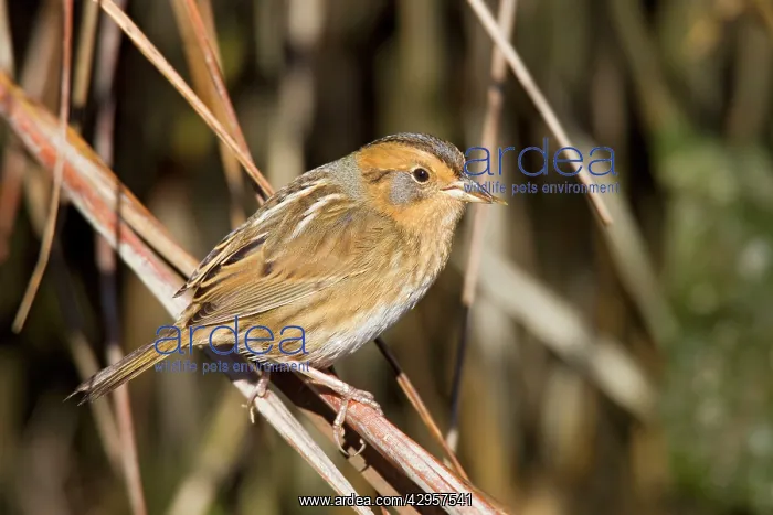 : Nelson's / Nelson's Sharp-tailed Sparrow - in fall : Nelson's / Nelson's Sharp-tailed Sparrow - in fall