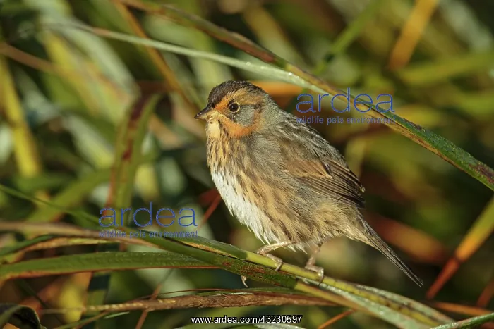 : Nelson's Sharp-tailed Sparrow Ammodramus nelsoni in fa : Nelson's Sharp-tailed Sparrow Ammodramus nelsoni in fa