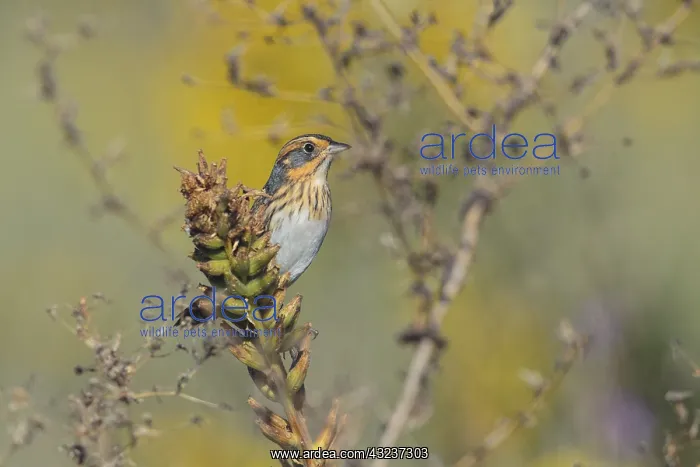 : Nelson's Sparrow during fall migration in Connecticut : Nelson's Sparrow during fall migration in Connecticut