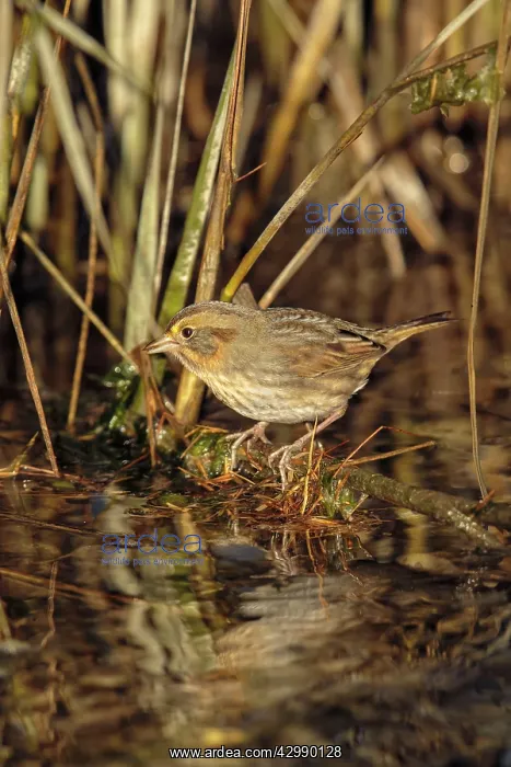 : Nelsons Sparrow / Nelson's Sharp-tailed Sparrow - in fall mi : Nelsons Sparrow / Nelson's Sharp-tailed Sparrow - in fall mi