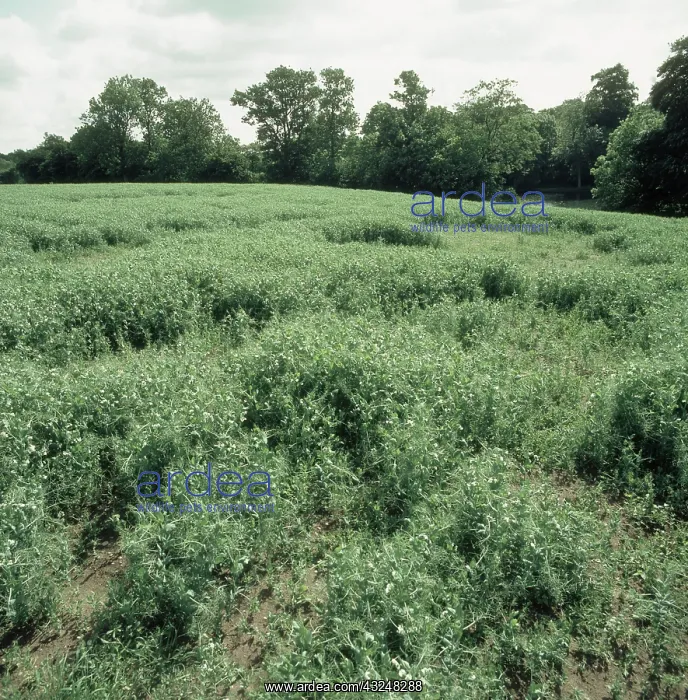 : Nematode damage to pea : Nematode damage to pea