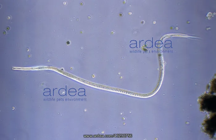: Nematode (Euplidogaster striatus) worm : Nematode (Euplidogaster striatus) worm