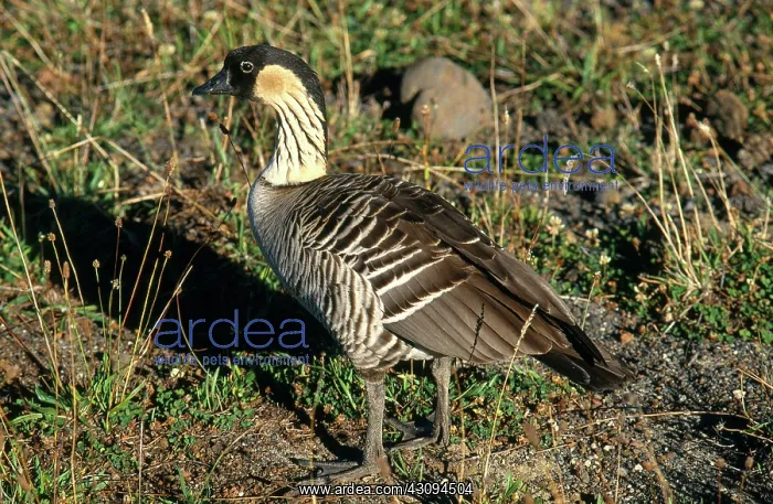 : Nene Goose : Nene Goose