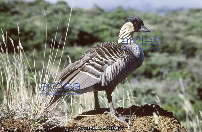 : Nene Goose (Branta sandvicensis) : Nene Goose (Branta sandvicensis)