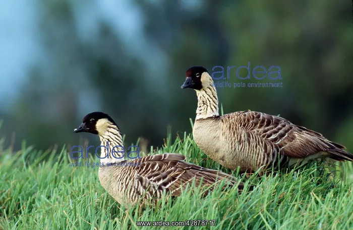 : Nene / Hawaiian GEESE - X2, side view : Nene / Hawaiian GEESE - X2, side view