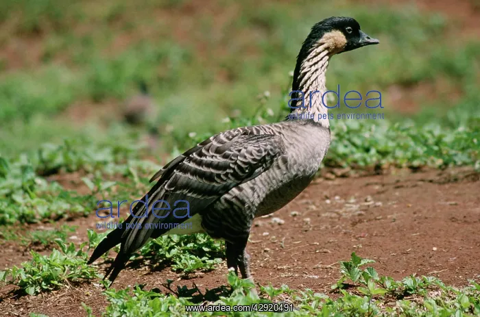 : Nene / Hawaiian GOOSE - side profile : Nene / Hawaiian GOOSE - side profile