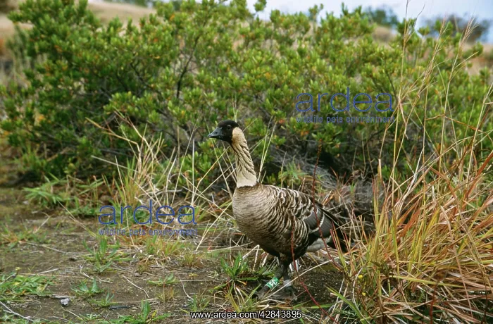 : Nene / Hawaiian GOOSE - on volcanic slope : Nene / Hawaiian GOOSE - on volcanic slope